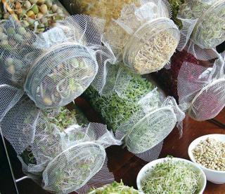 Illustration for article titled And now, there are no sprouting seeds for sale at Sprouts